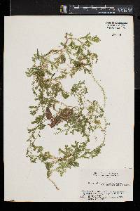 Selaginella remotifolia image