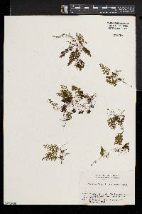 Hymenophyllum wrightii image