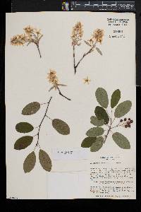 Amelanchier canadensis image