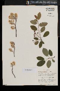 Amelanchier canadensis image