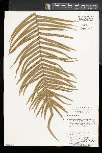 Pteris vittata image