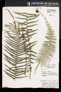 Pteris vittata image