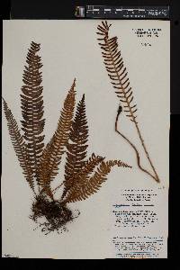 Cleistoblechnum eburneum image