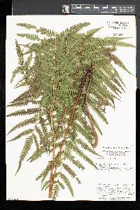 Pteris wallichiana image