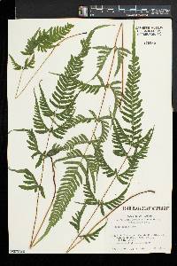 Pteris dispar image