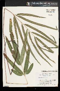 Pteris parkeri image