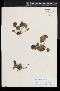 Adiantum reniforme image