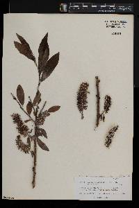 Salix pedicellata subsp. canariensis image