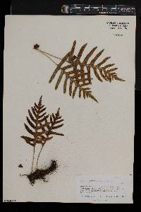 Polypodium vulgare image