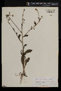 Calendula arvensis image