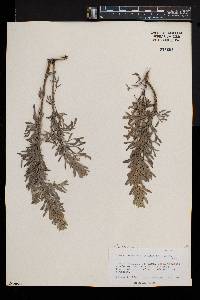 Artemisia canariensis image