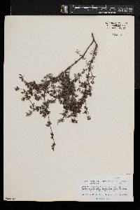 Frankenia ericifolia image