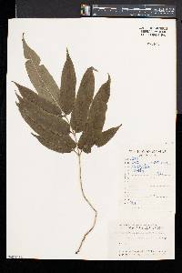 Coniogramme japonica image