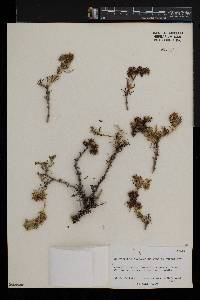 Gymnocarpos decandrus image