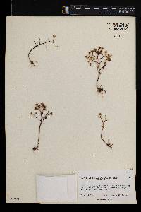 Aichryson parlatorei image