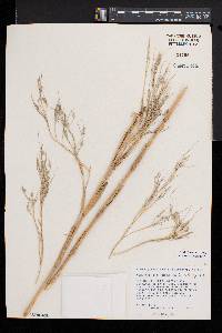 Muhlenbergia dumosa image