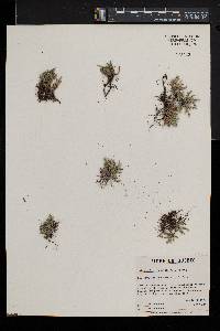 Selaginella rupestris image