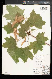 Acer platanoides image