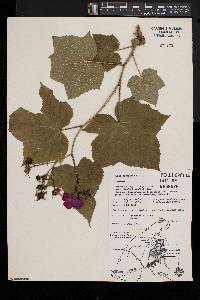 Rubus odoratus image