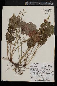 Heuchera americana image