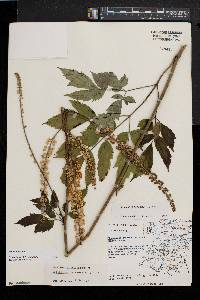 Actaea racemosa image