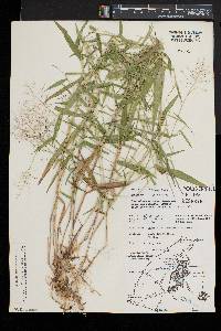 Dichanthelium dichotomum subsp. microcarpon image