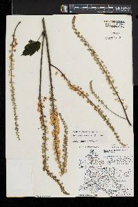 Actaea racemosa image