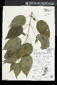 Pilea pumila image