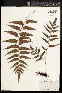 Asplenium obtusifolium image