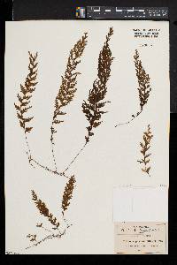 Hymenophyllum hirsutum image