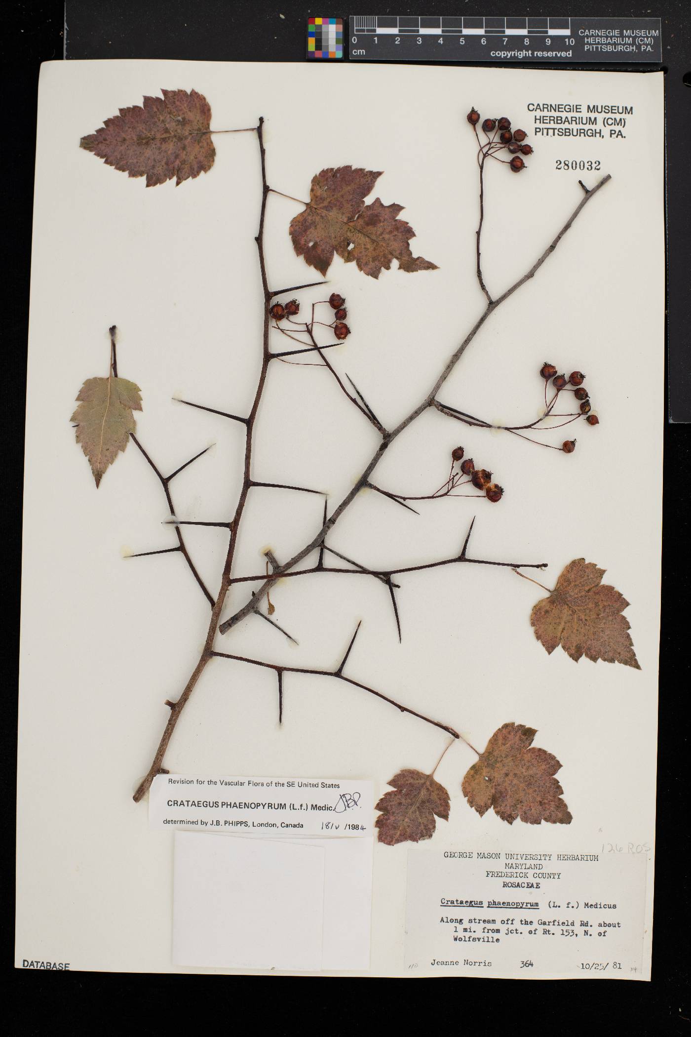 Crataegus phaenopyrum image