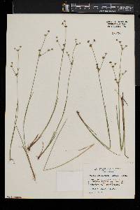 Juncus subcaudatus image