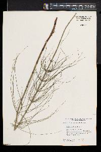 Equisetum fluviatile image