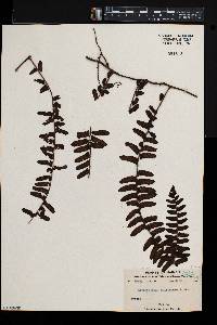 Arthropteris palisotii image