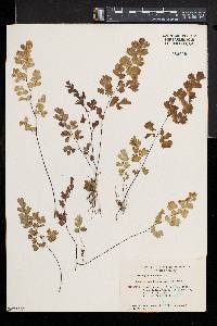 Adiantum capillus-veneris image