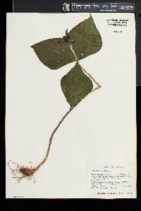 Trillium erectum image