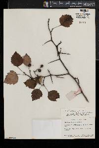 Crataegus pruinosa image