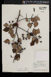 Crataegus pruinosa image