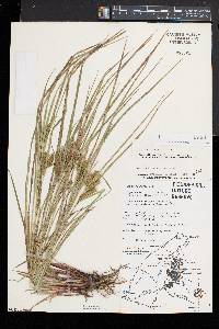 Carex baileyi image