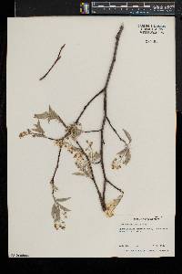 Amelanchier laevis image