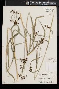 Scirpus hattorianus image