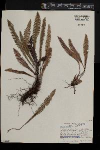 Blechnum spicant image