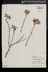 Amelanchier obovalis image