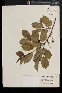 Prunus cerasus image