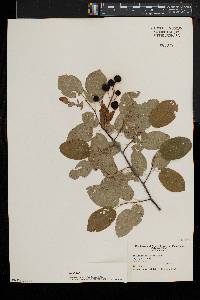 Amelanchier laevis image