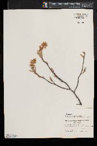 Amelanchier canadensis image