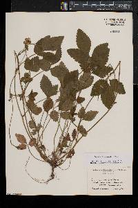 Potentilla indica image