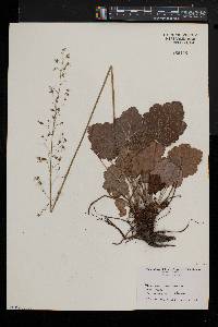 Heuchera americana image