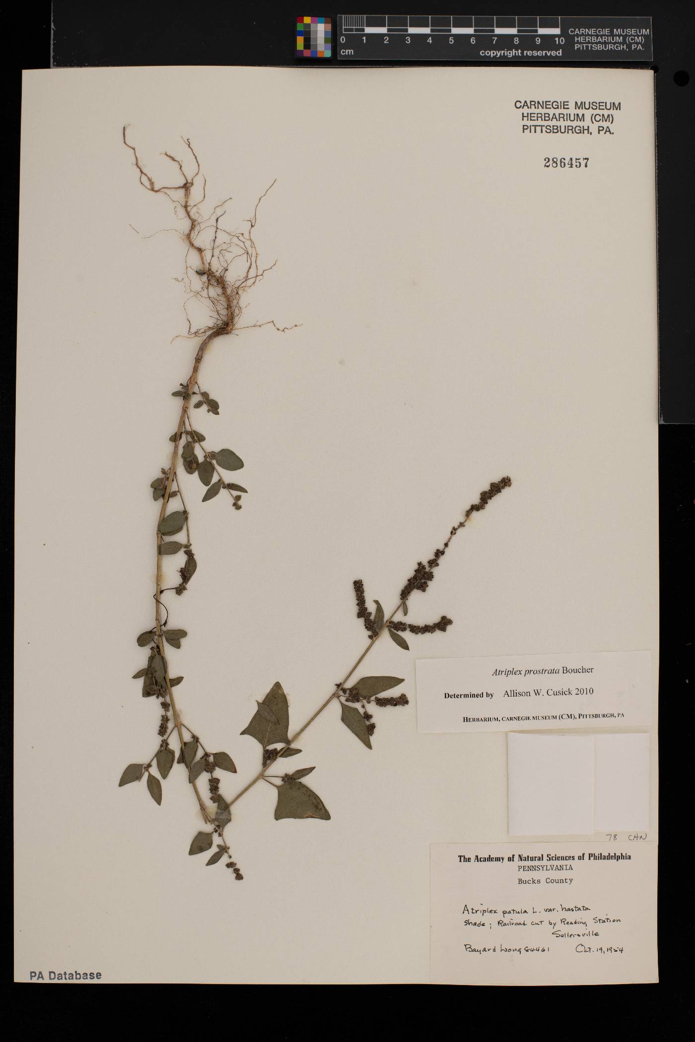 Atriplex prostrata image