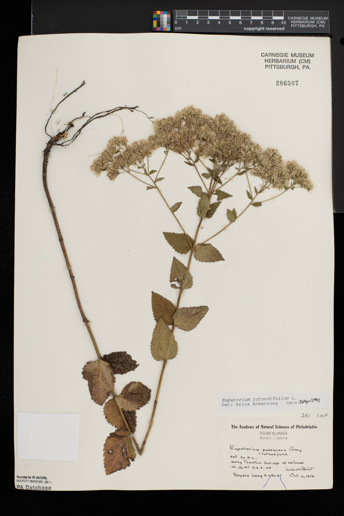 Eupatorium rotundifolium var. ovatum image